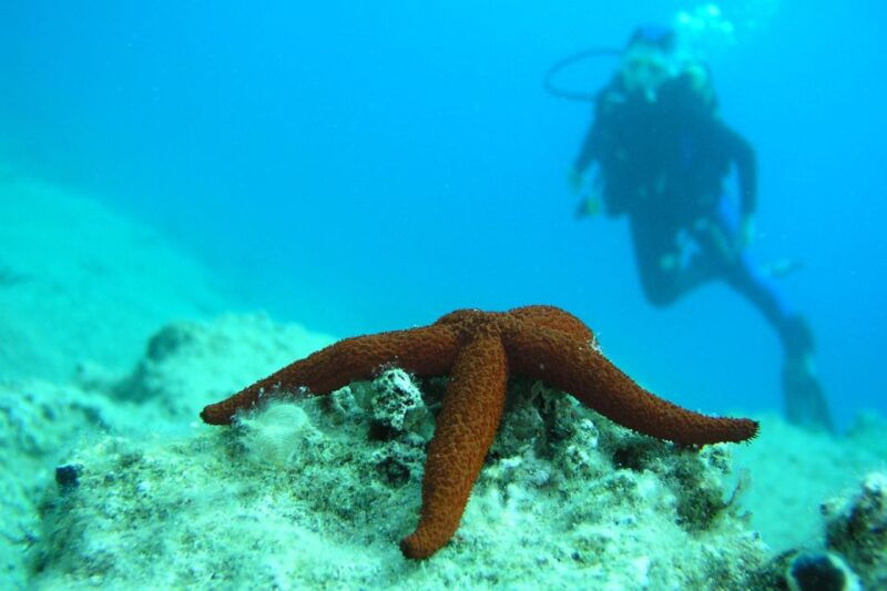 bodrum-full-day-scuba-diving-tour