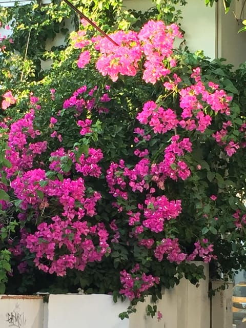 bodrum-like-a-local-by-walk