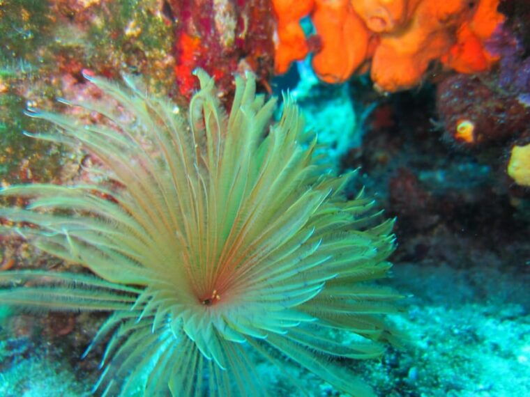 bodrum-scuba-diving-trip-with-lunch