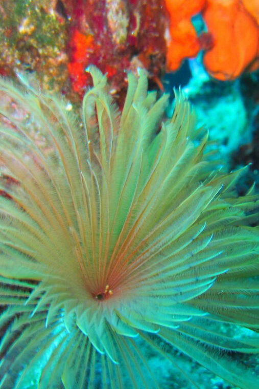 bodrum-scuba-diving-trip-with-lunch