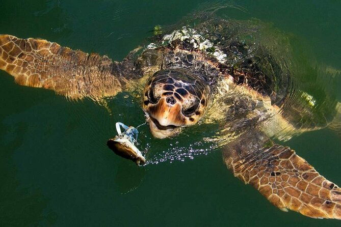 bodrum-turtle-beach-tour-with-mud-baths-king-tombs