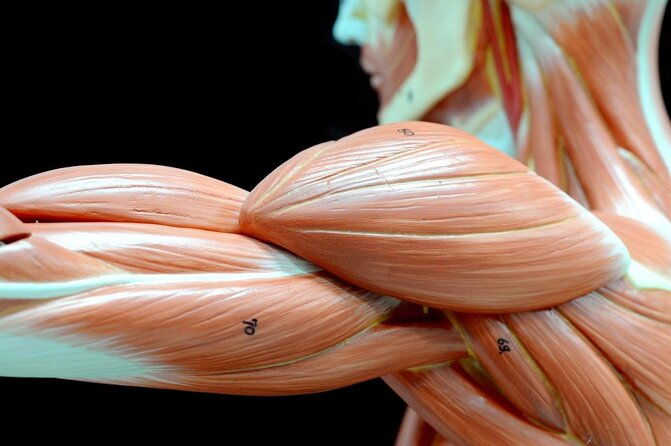 body-worlds-amsterdam-fast-lane-ticket