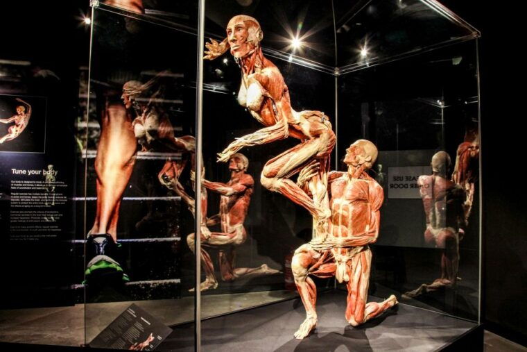 body-worlds-amsterdam-the-happiness-project-ticket