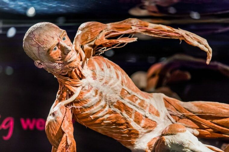 body-worlds-amsterdam-the-happiness-project-ticket