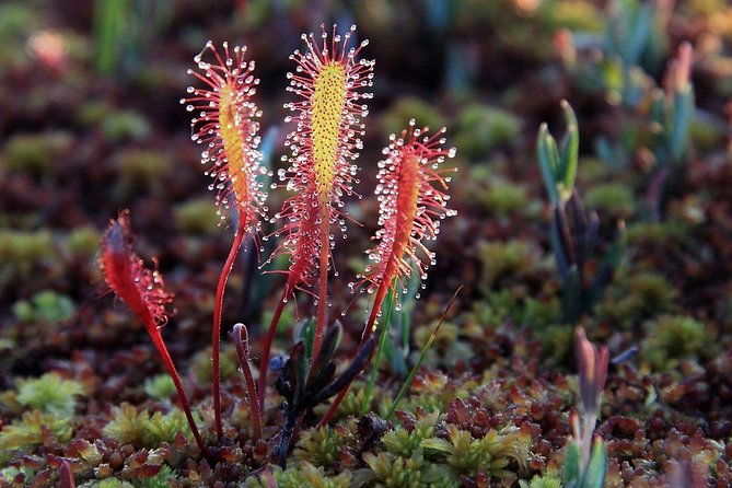 bog-shoe-hiking-tour