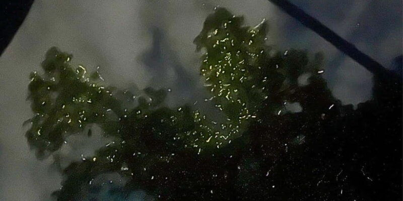 bohol-abatan-river-firefly-watching-private-tour