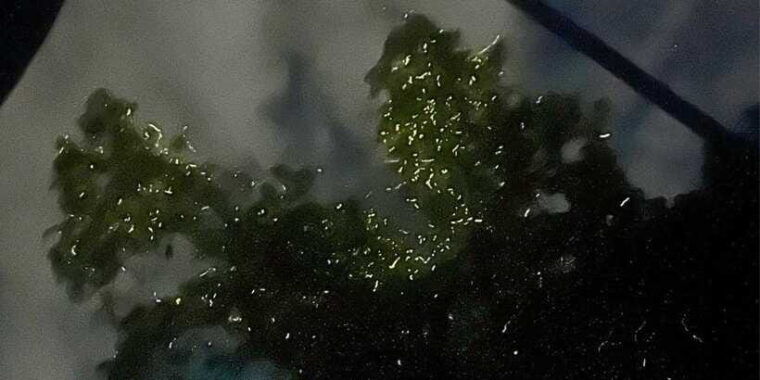 bohol-abatan-river-firefly-watching-private-tour