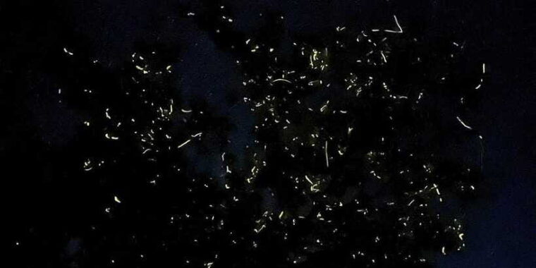 bohol-abatan-river-firefly-watching-private-tour