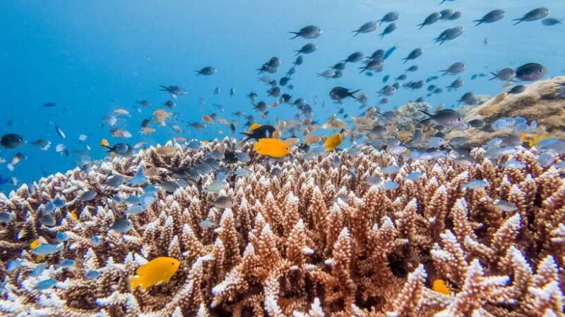 Bohol: Balicasag Boat Tour with extra snorkeling time - FAQ