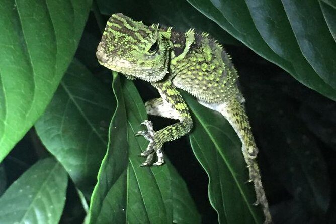 Bohol: Bilar - Night Safari Tour - Practical Considerations