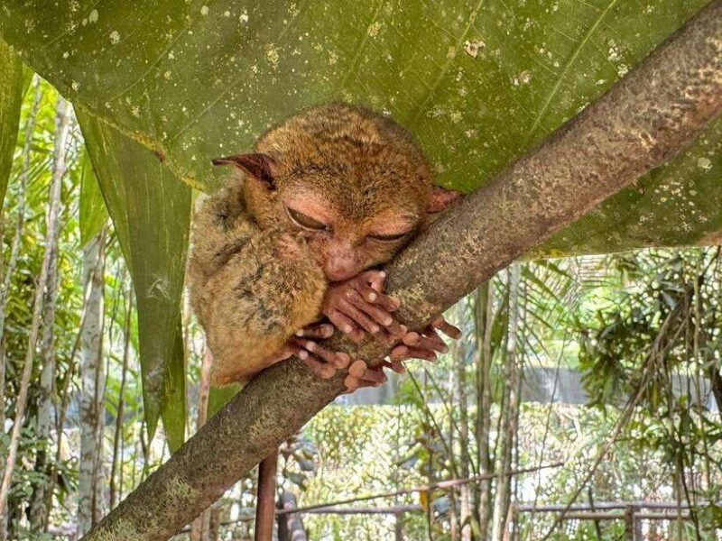 bohol-budgeted-countryside-with-buffet-lunch-private-tour