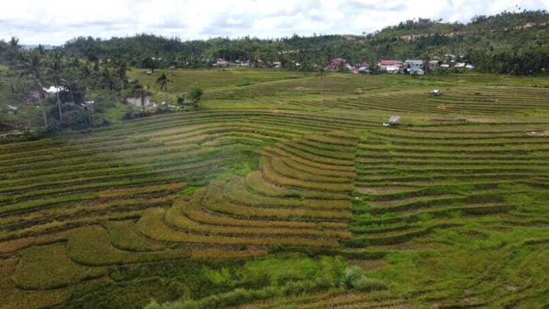 bohol-candijay-rice-terraces-water-falls-anda-beach