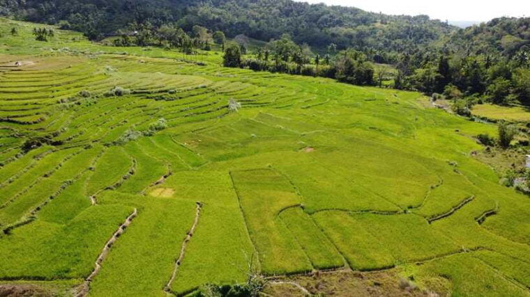 bohol-candijay-rice-terraces-water-falls-anda-beach