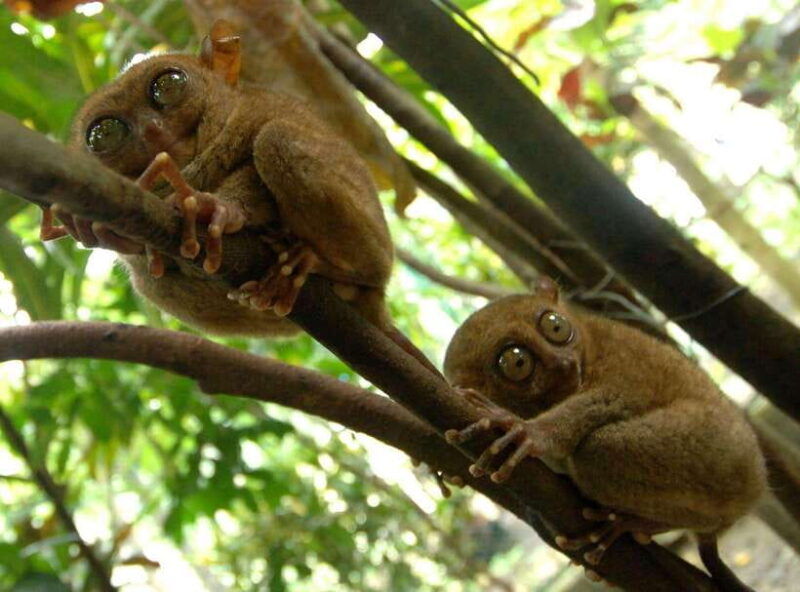 bohol-choco-tour-loboc-river-lunch-buffet-atv-adventure