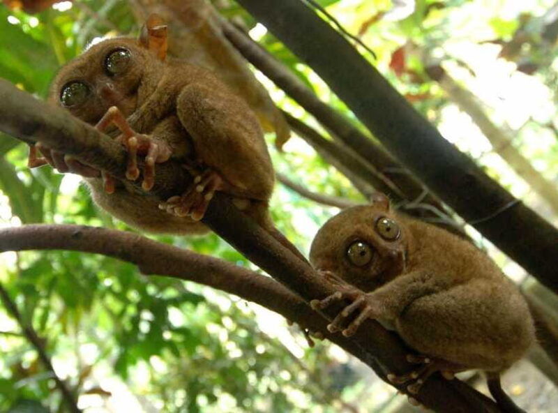 bohol-choco-tour-loboc-river-lunch-buffet-atv-adventure
