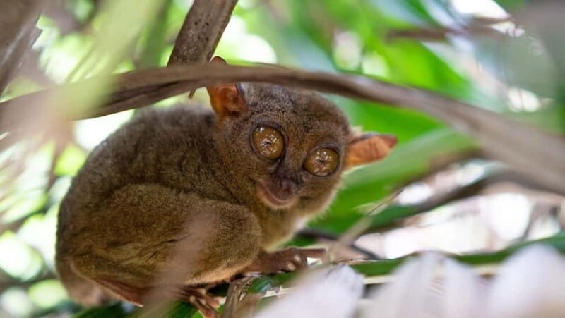 Bohol: Chocolate hills Private Eco-Tours - An In-Depth Look at Bohol: Chocolate Hills Private Eco-Tours