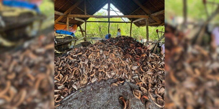 bohol-chocolate-hills-tarsiers-asin-tibuok-private-tour
