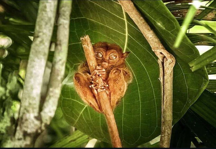 bohol-chocolate-hills-tarsiers-loboc-river
