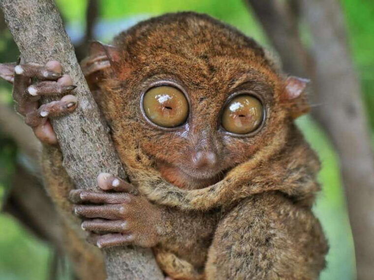 bohol-chocolate-hills-tarsiers-loboc-river