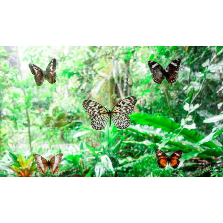 bohol-chocolate-hills-tour