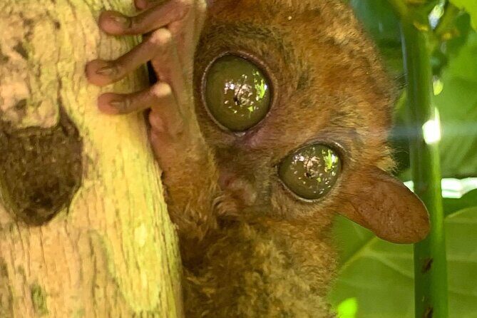 Bohol Countryside Journeys - FAQ