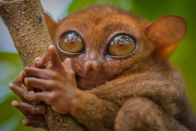 Bohol Countryside Tour: Chocolate Hills, Tarsier and Loboc River - What You Can Expect from the Bohol Countryside Tour