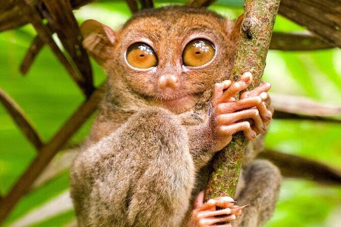 Bohol Countryside Tour to Chocolate Hills and Loboc River - Why This Tour Offers Great Value