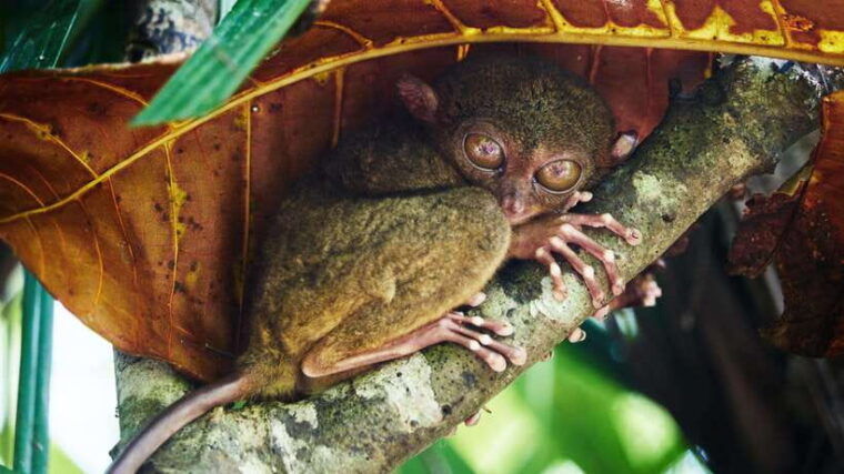 bohol-countryside-tour-w-loboc-river-lunch-pick-up-panglao
