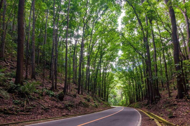 bohol-countryside-tour-with-loboc-buffet-lunch