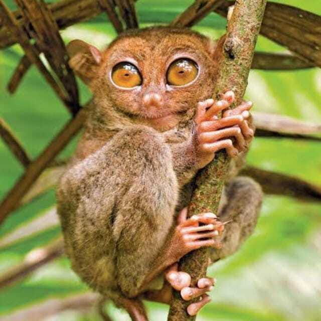 bohol-countryside-tour-with-local-guide