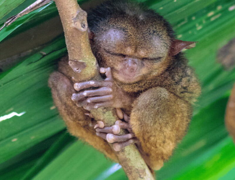 bohol-countryside-tour-with-tarsiers-and-chocolate-hills