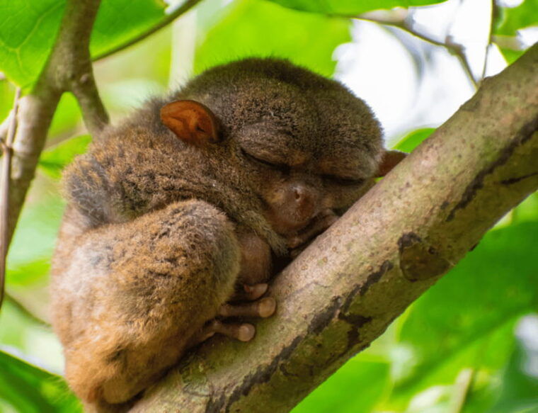 bohol-countryside-tour-with-tarsiers-and-chocolate-hills