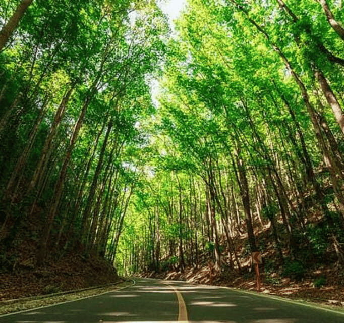 Bohol Day Tour From Cebu City or Mactan (Private Tour) - Key Points