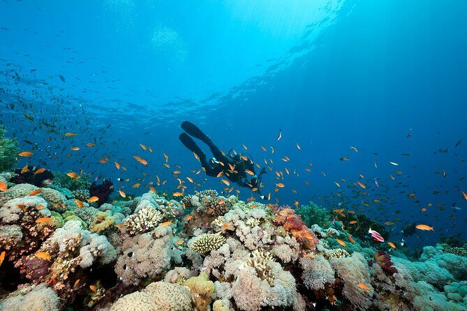 Bohol Dive Courses - A Closer Look at the Bohol Dive Courses