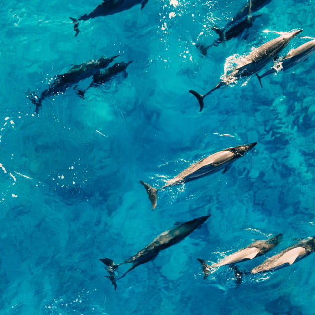 bohol-dolphin-watching-balicasag-island-hopping-tour