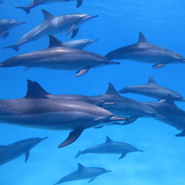 bohol-dolphin-watching-balicasag-island-hopping-tour