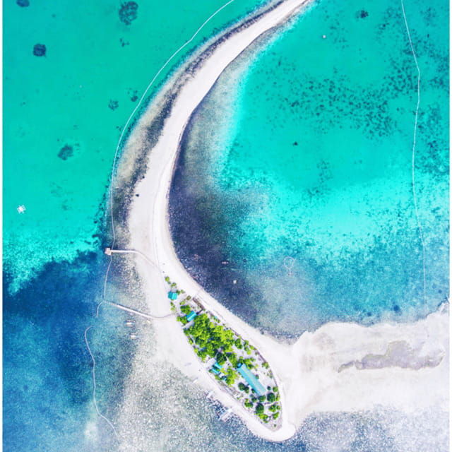 bohol-dolphin-watching-balicasag-island-hopping-tour