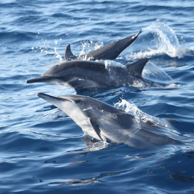 bohol-dolphin-watching-balicasag-island-hopping-tour