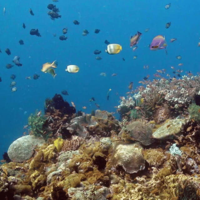 bohol-dolphin-watching-balicasag-island-hopping-tour