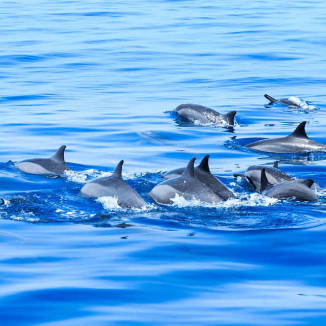 bohol-dolphin-watching-balicasag-island-hopping-tour
