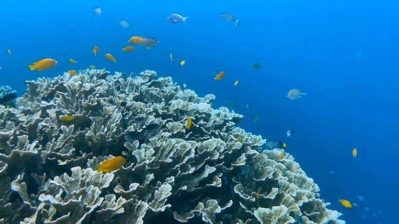 bohol-dolphin-watching-snorkeling-at-balicasag-island