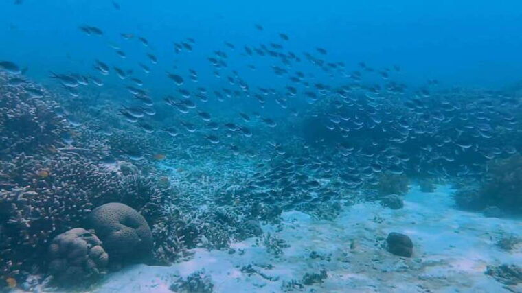 bohol-dolphin-watching-snorkeling-at-balicasag-island