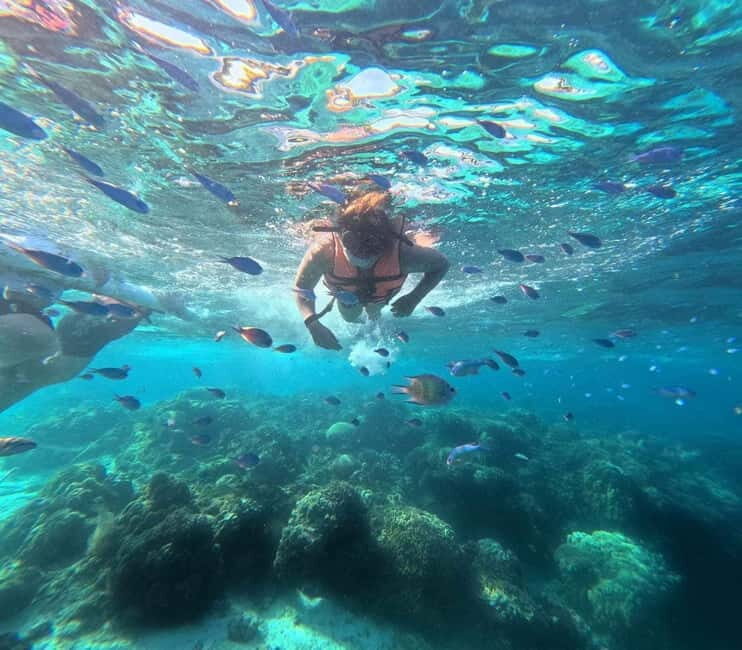 BOHOL: Dolphin Watching, Turtle Swim and Island Party - Bohol: Dolphin Watching, Turtle Swim and Island Party – A Complete Guide