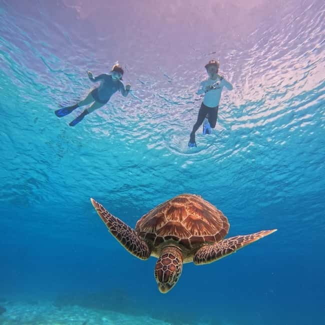 BOHOL: Dolphin Watching, Turtle Swim and Island Party - Practical Details and Tips