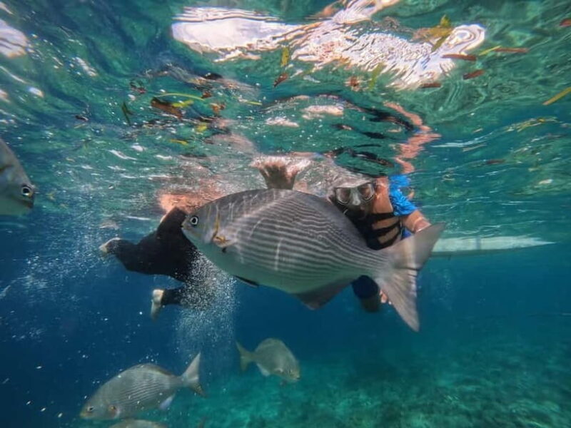 BOHOL: Dolphin Watching, Turtle Swim and Island Party - Who Is This Tour Best For?