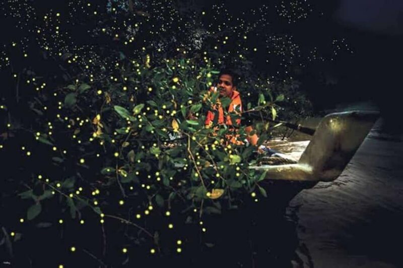 Bohol: Firefly Experience with Pickup - Key Points