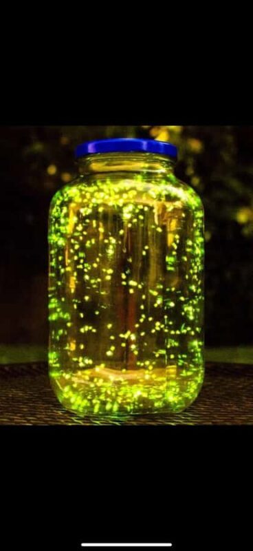 Bohol: Firefly Experience with Pickup - Why This Tour Is Worth It