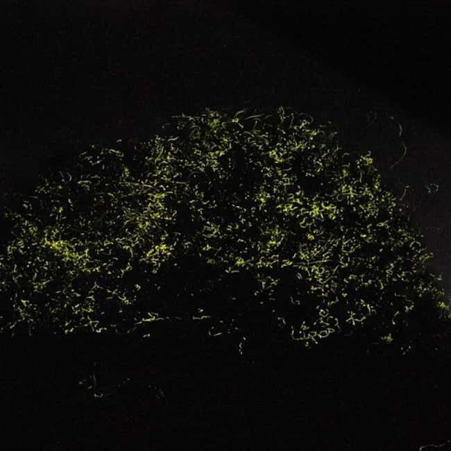 Bohol: Firefly Watching Shared Tour - What Is the Experience Like?