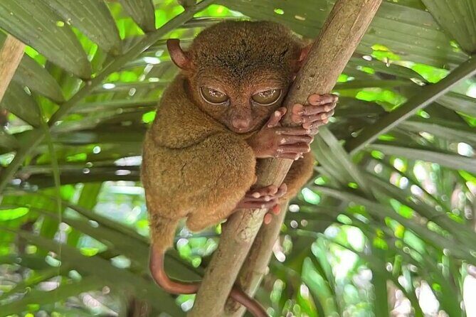 Bohol Full Day Waterfall & Countryside Scooter Tour - The Sum Up