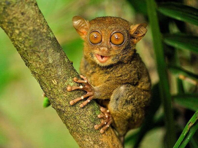 Bohol: Guided Chocolate Hills & Tarsiers Tour - Key Points